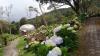 Orchid Garden, Pelestarian Anggrek Hutan Langka di Gunung Papandayan Garut