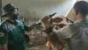 Penyakit Mulut dan Kuku Serang 406 Ekor Sapi di Bojonegoro, 33 Mati
