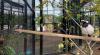 Mini Zoo Romokalisari Adventure Land Surabaya Tambah Koleksi Satwa Burung