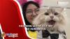 Gemesnya Kucing Mengenakan Cheongsam dalam Fashion Show di Surabaya