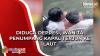 Detik-Detik Ojol Selamatkan Wanita Penumpang Kapal yang Terjun ke Laut di Kendari
