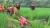 Seekor Buaya di Jepara Lepas ke Sawah Gegara Tembok Kandang Ambrol