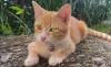 30 Nama Kucing Jantan dan Artinya, Dari Nama Artis Hingga Tokoh Kartun Ada