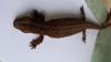 Biawak Tak Bertelinga dari Kalimantan, Hewan Endemik yang Mirip Buaya