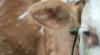 178 Ternak di Gunungkidul Terserang Lumpy Skin Disease, 3 Ekor Mati