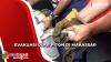 Dramatis, Evakuasi Ular Piton 2 Meter di Makassar