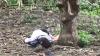 Heboh Bule Perempuan Tertidur di Bawah Pohon dekat Kandang Sapi di Bali, Ini Kesaksian Warga