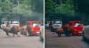 Heboh Mobil Pengunjung Rusak Diserang Singa Taman Safari Prigen, Ini Respons Pengelola 