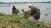 Tanggul Anak Sungai Bengawan Solo Jebol, Petani Bojonegoro Terpaksa Panen Dini 