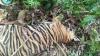 Harimau di Aceh Timur Mati, Ada 3 Ekor Bangkai Kambing di Sekitar Lokasi