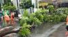 5 Pohon Tumbang Imbas Hujan Deras di Jakarta, 1 Rumah dan Jembatan Rusak Parah