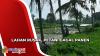Lahan Pertanian Rusak Terendam Banjir, Petani Gagal Panen