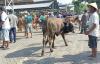 Penyakit Cacar Sapi Merebak, Aktivitas Pasar Hewan Siyonoharjo Gunungkidul Sepi 