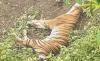 Ngeri, Bangkai Harimau Sumatera Ditemukan di Kebun Warga Aceh Selatan