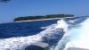 Pulau Pieh Sumbar, Habitat Lumba-Lumba hingga Paus