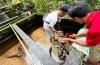 Ikan Lele Butuh Suntikan Vaksin Booster, Ini Alasannya