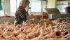 Harga Pangan Hari Ini Naik, Cabai Merah hingga Daging Ayam Melonjak!