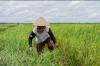 DPR Tolak Rencana Impor Beras, Petani Sudah Maksimal Berproduksi