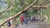 8 Pohon Tumbang akibat Hujan Deras dan Angin Kencang di Kiaracondong Bandung
