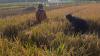 Bupati Bandung Tetapkan 17.000 Hektare Sawah Abadi, Dilarang untuk Bangun Rumah