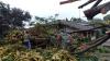 Diterjang Angin Kencang, Pohon Durian Tumbang Timpa Rumah di Pemalang