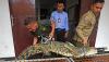 Buaya Muara Bobot 129 Kg Bikin Resah Dievakuasi dari Sungai Panghaur Banten - Bagian 2