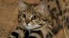 Gyra, Kucing Imut Paling Mematikan di Dunia 