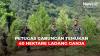 Cari Lokasi Latihan, Anggota TNI Temukan 40 Hektare Ladang Ganja di Aceh