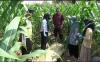 Usai Ribut dengan Istri, Pria di Tuban Tewas Tergeletak di Ladang Jagung 