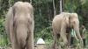 Cerita Korban Selamat dari Amukan Gajah Liar di Tanjab Barat Jambi