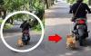 Viral Anjing Diseret Motor di Jalan Raya, Polda Bali Telusuri Pelaku 