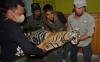 Harimau Sumatera Mati Terkena Jerat Babi - Bagian 2