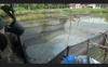 Diduga Tercemar Limbah, Ribuan Ikan di Kolam Warga Sukajadi Banyuasin Mati
