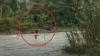 Viral Warga Bergelantungan Seberangi Sungai dengan Seutas Tali di Maluku
