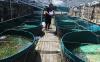 Petani Budi Daya Ikan Nila Merah Raup Cuan dengan Sistem Bioflok - Bagian 3