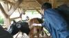 Waduh, Jelang Idul Adha, Sapi dan Kerbau di Garut Diserang Penyakit Kulit LSD