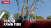 Tradisi Kawin Tebu di Cirebon, Hias Boneka Layaknya Prosesi Pernikahan Manusia 