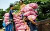 Pasokan Menipis, Segini Harga Bawang Putih di Pasar Induk Kramat Jati - Bagian 3