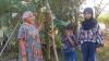 Unik, Pohon Pisang di Blora Miliki Tandan dengan Panjang 2 Meter 