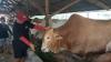 Sapi Kurban Presiden Jokowi di Bangka Seharga Rp135 Juta, Jenis Limosin Bobot 1,1 Ton 