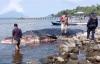 Penampakan Ikan Paus 10 Meter Terdampar di Pantai Seli Maluku Utara
