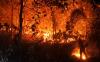 Puluhan Hektare Hutan Pendidikan IPB di Gunung Walat Sukabumi Terbakar