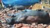 Kandang Terbakar, Sapi Kurban di Pamekasan Mati Terpanggang