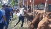 250 Hewan Kurban di Sidoarjo Terjangkit LSD, Disnak: Tak Boleh Dijual
