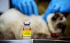 Permintaan Vaksin Rabies di Bandung Naik 2 Kali Lipat