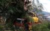 Pohon Beringin Tumbang Timpa Truk di Kota Ternate - Bagian 2