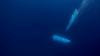 Kapal Selam Hilang saat Eksplorasi Bangkai Titanic, Suara Dentuman Tertangkap Sonar Pesawat  
