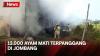 Kandang Ayam Terbakar, 13.000 Ayam Mati Terpanggang di Jombang