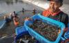 Senyum Peternak Panen Udang Vaname - Bagian 1