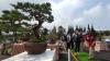 HUT ke-77 Bhayangkara, Puluhan Bonsai Dipamerkan di Sespim Polri Lembang KBB